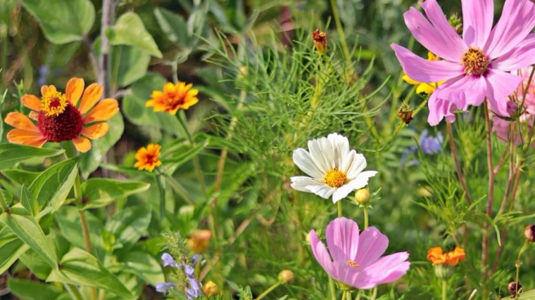 comment semer des fleurs en septembre couleur rose orange feuilles vertes