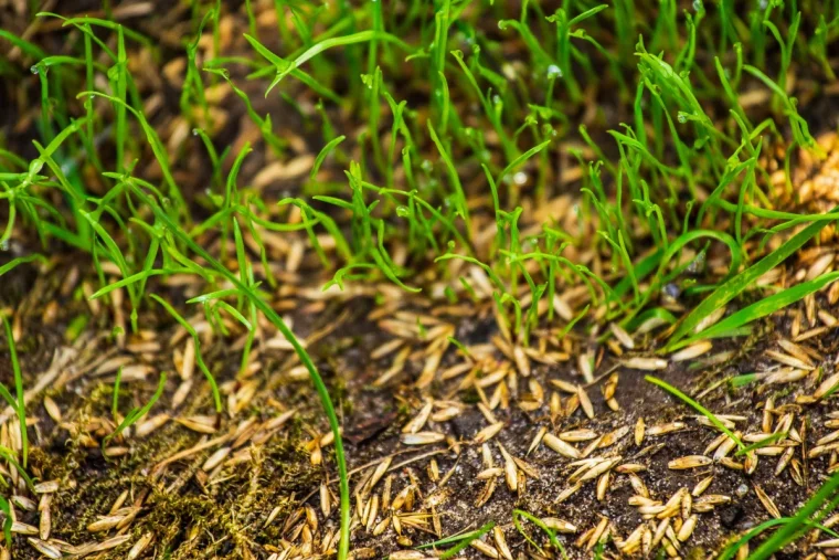 comment semer du gazon en septembre graines brin d herbe verte