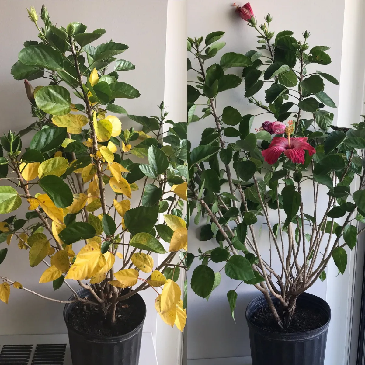 comment soigner un hibiscus aux feuilles jaunes