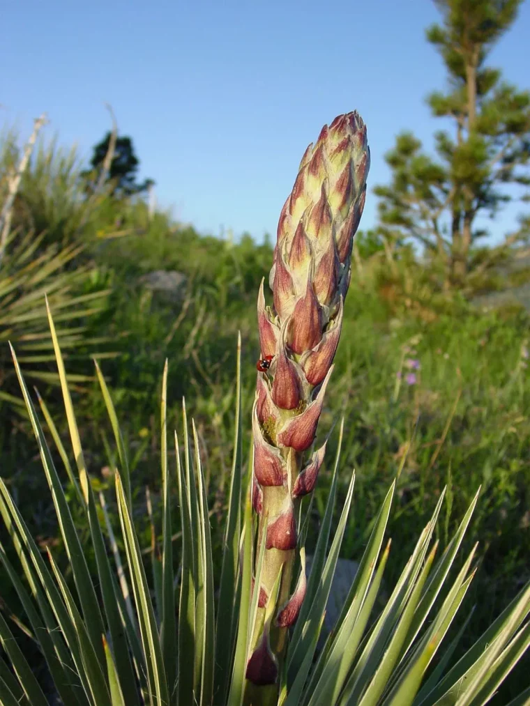 comment stimuler la floraison des plantes tropicales