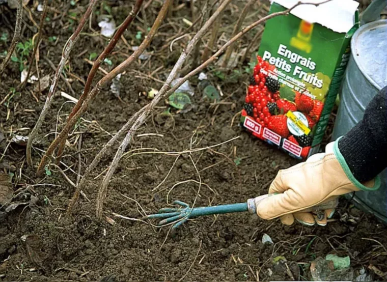 comment tailler son framboisier trop haut compost