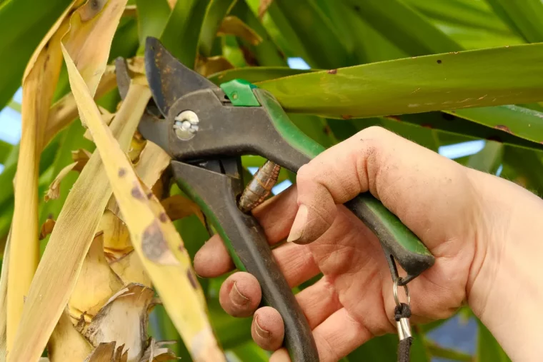 comment tailler un yucca et comment l entretenir