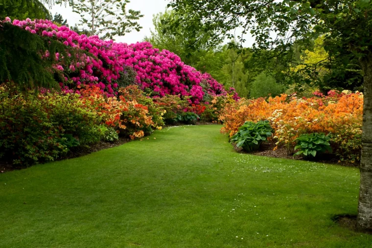 composition haie fleurie et brise vue fleurs pelouse vertes