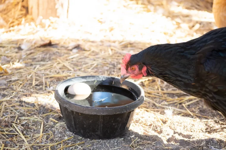 contenant eau coq paille oeuf boire recipient poulailler