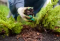 Humidifier les plantes sans arrosage régulier : 7 méthodes imparables