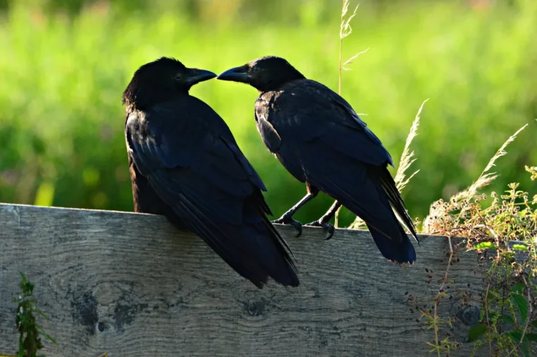 corneille couple plumage noir becs support bois herbes lumiere soleil