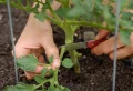 Comment gérer l’oïdium sur courgette en bio ? Les conseils précieux des jardiniers écolos