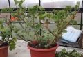 Comment tailler les géraniums avant l’hiver pour les faire fleurir abondamment comme en Alsace ?