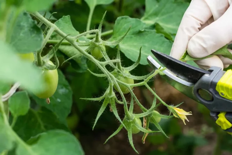 couper les gourmands d une tomate gants secateurs feuilles vertes