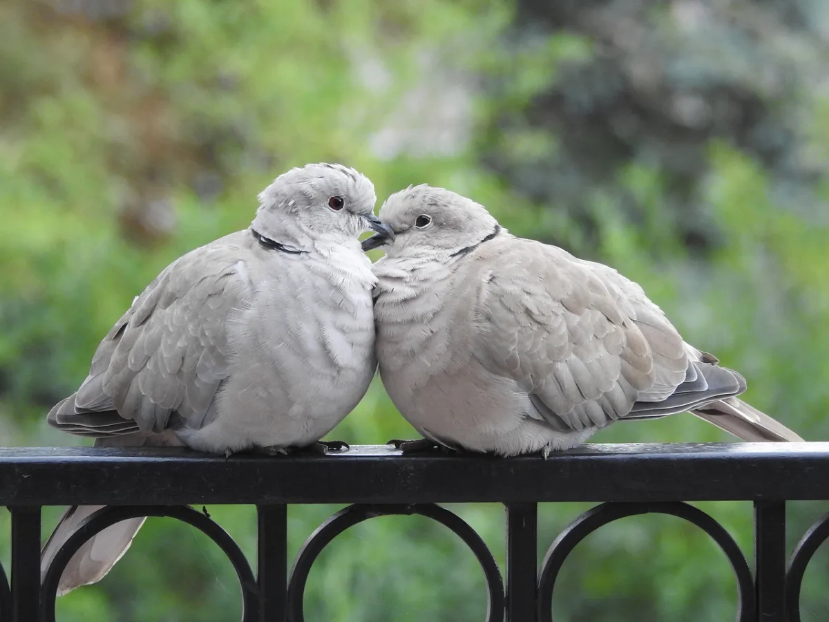 couples de pigeons gris cloture fer forge surface reflets lumiere