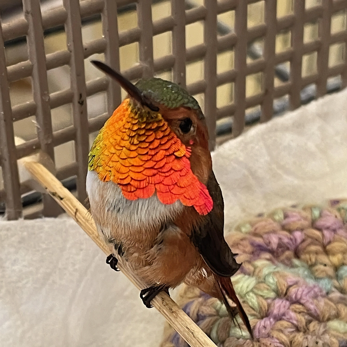 creation macrame fils multicolores petit oiseau plumes orange baton bois