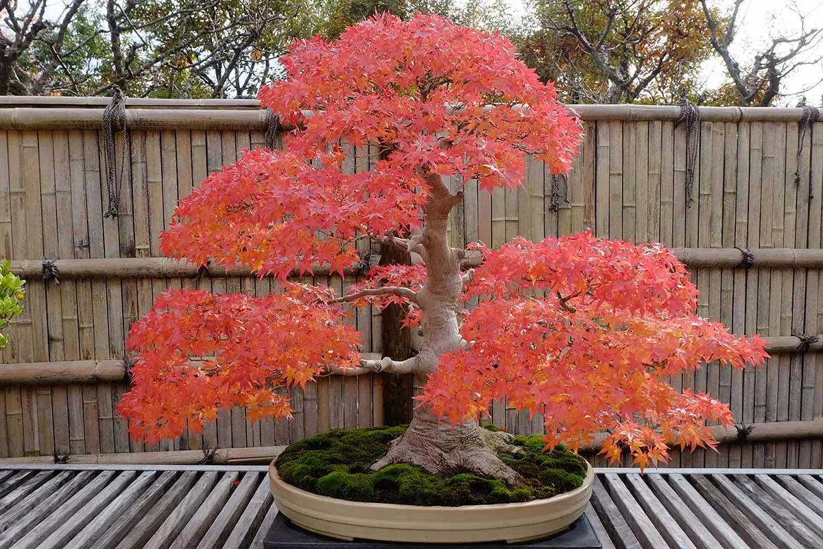 cultiver erable du japon sous forme de bonsai