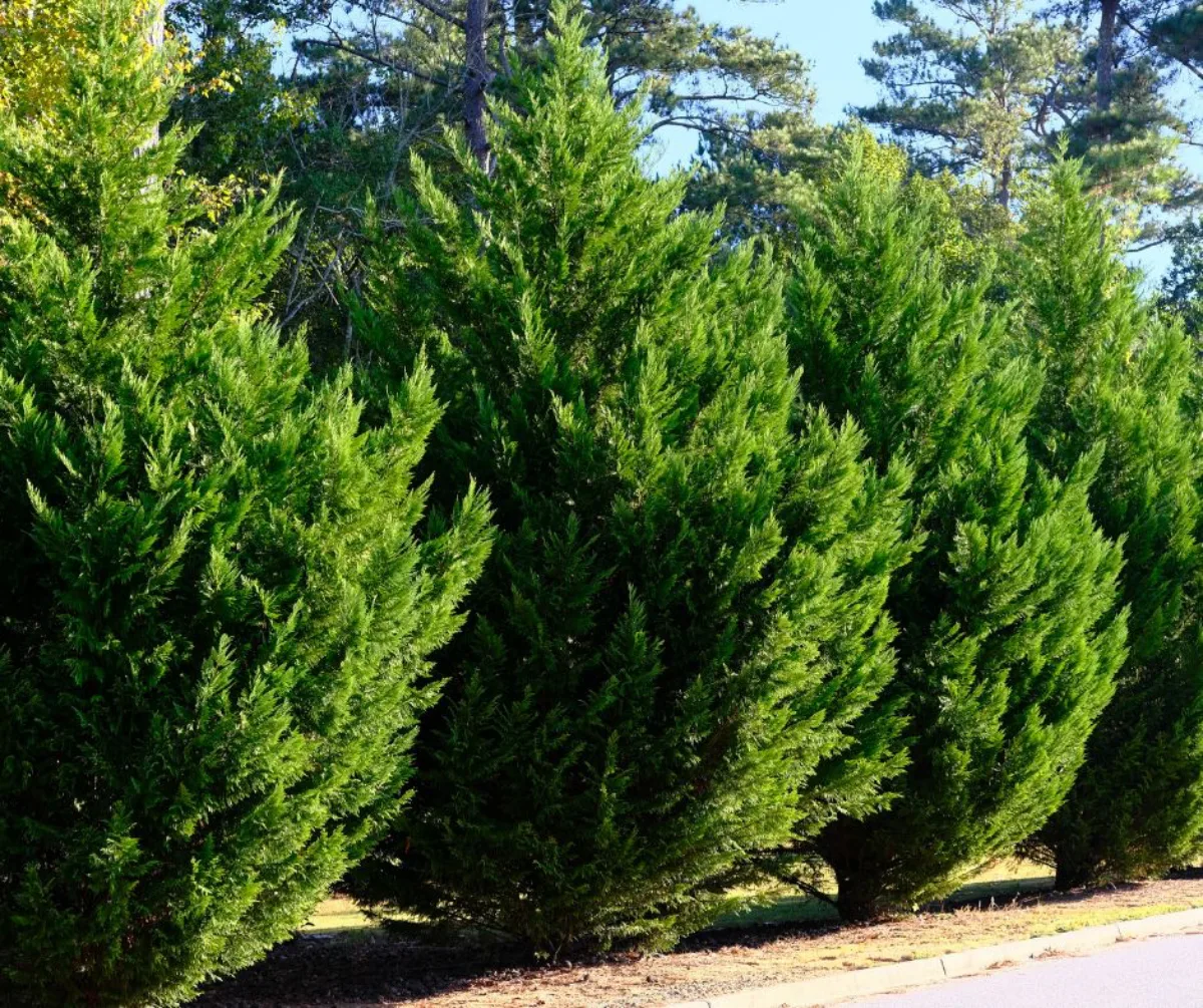 cypress de leyland arbre persistant croissance rapide idée brise vue jardin