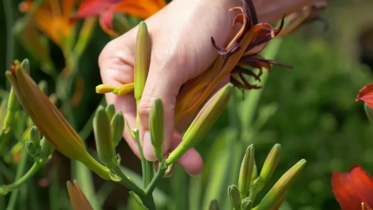 deadheading enlever tetes mortes fleures jaunes petales tiges longues