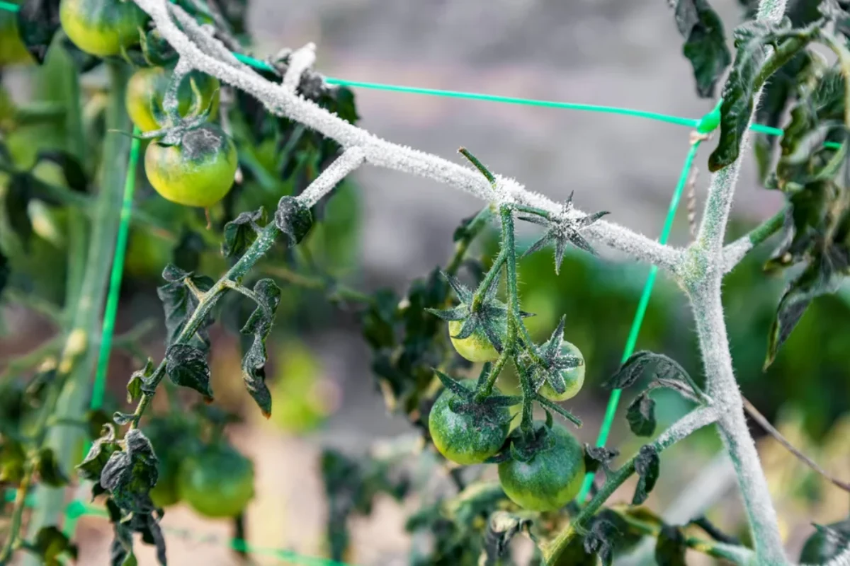 des plants de tomates vertes qui ont geles.jpg