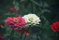 Avec quoi associer les asters pour un jardin resplendissant à l’automne