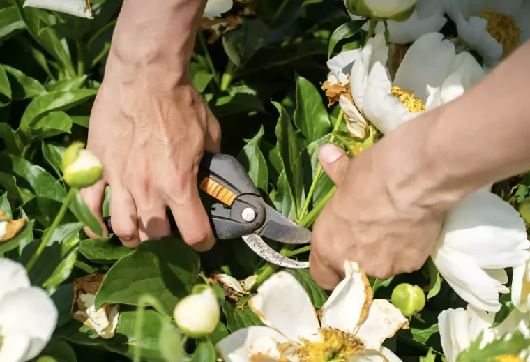 deux mains coupent avec un secateur les fleurs fanees blanches des pivoines arbustives