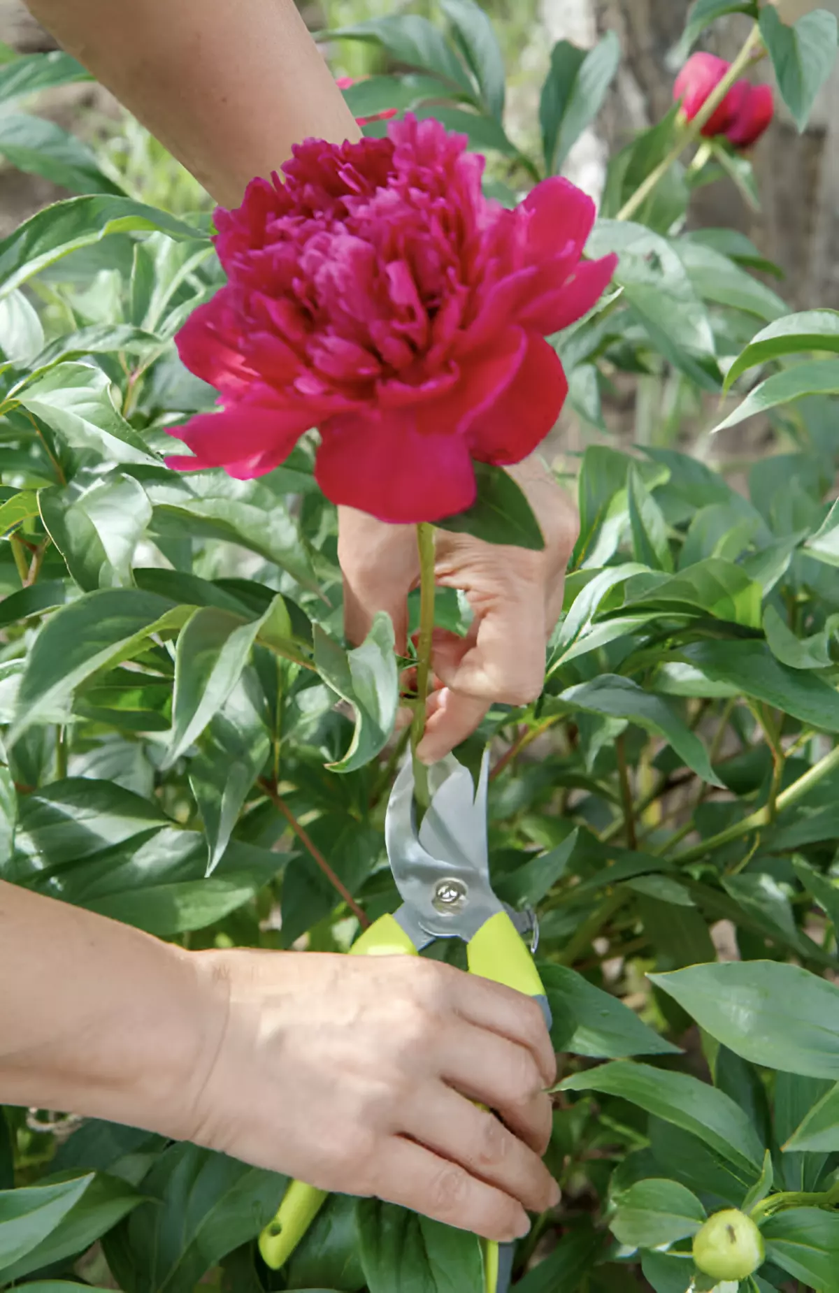 deux mains coupent avec un secateur une fleur rouge de pivoine arbustive