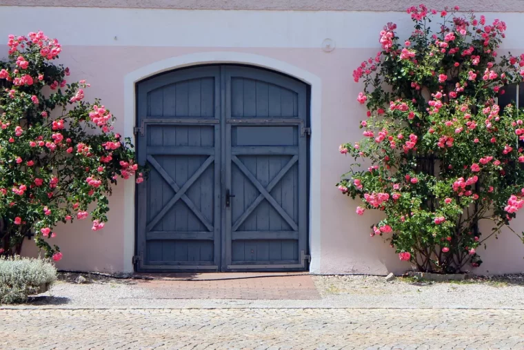 deux rosiers roses bien etablis de part et d autre d une double porte bleue