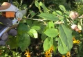 Comment tailler les rosiers en septembre ? Les règles importantes à respecter et les erreurs à éviter