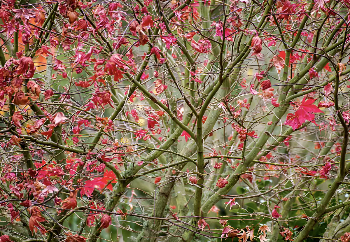 erable du japon en approche de l hiver avec ses feuilles rouges qui tombent