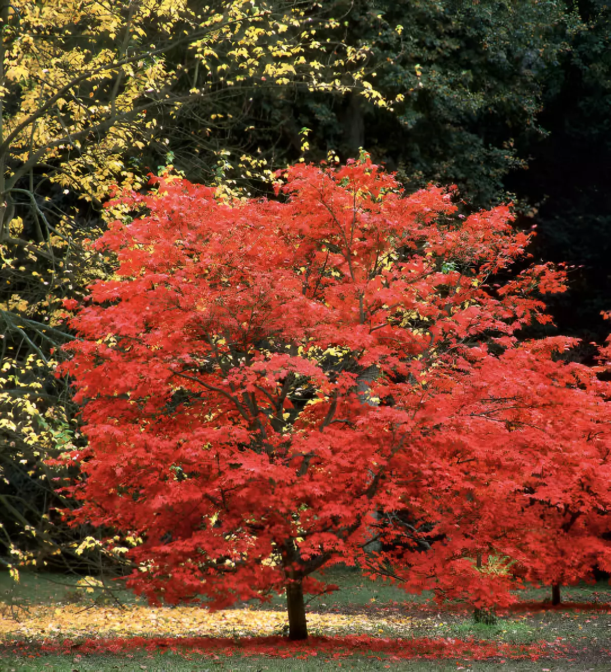 erable du japon pleine taille avec des feuilles rouges