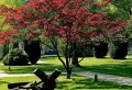 5 Arbres faciles à entretenir pour donner une allure luxueuse à son jardin