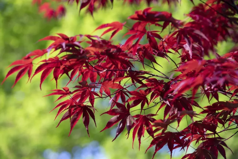 erable du japon qui perd ses feuilles causes