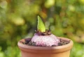 Quand planter les bulbes de jacinthes – Ne manquez pas ! C’est le meilleur moment