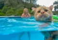 Comment assurer la sécurité de votre chat autour d’une piscine ?