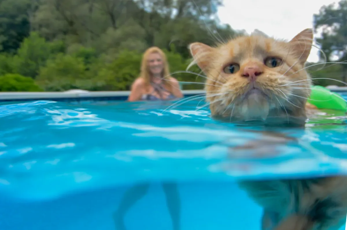 est ce que c est possible d apprendre au chat a nager