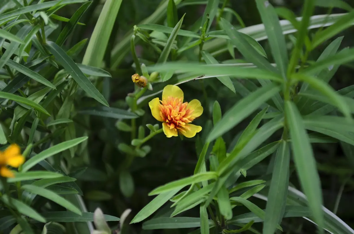 estragon feuilles vert fonce floraison fleurs jaune orange plante Herbe aromatique facile à faire pousser