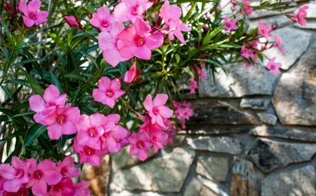 exposition soleil ombre mur planter laurier rose en septembre