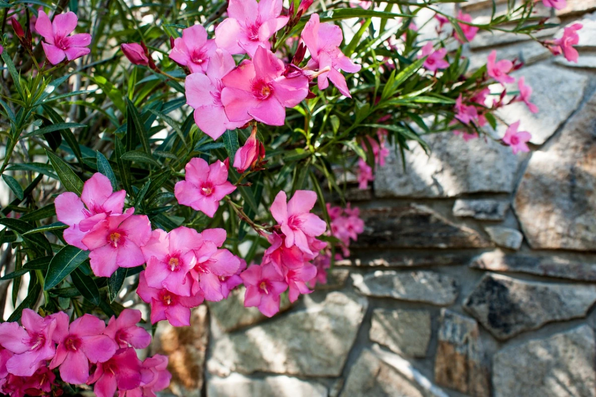 exposition soleil ombre mur planter laurier rose en septembre