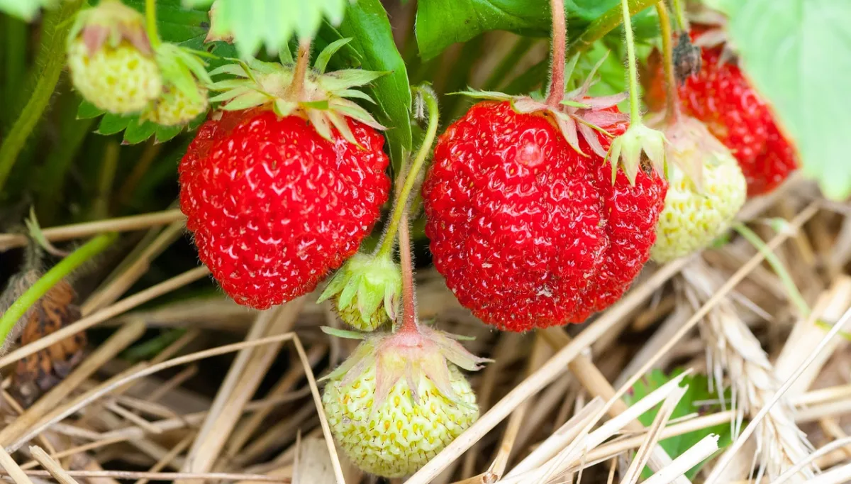 étaler du paillage poru bien planter et conserver les fraisiers