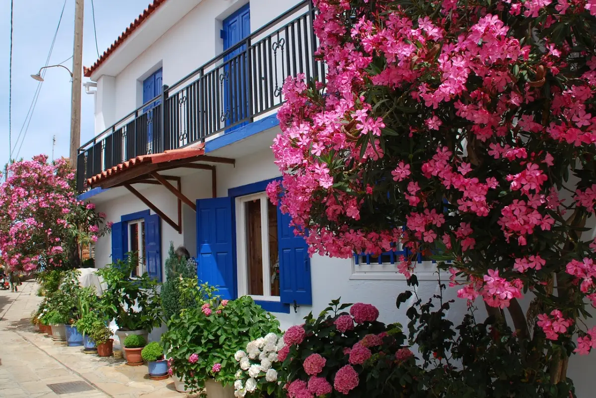 facade maison blanche fenetre bleue floraison arbuste plantes