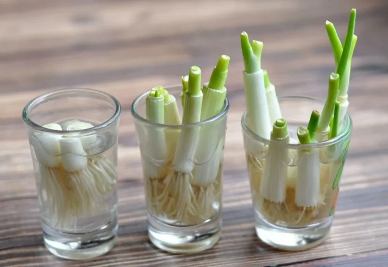 faire pousser de l oignon vert a racines blanches pot en verre