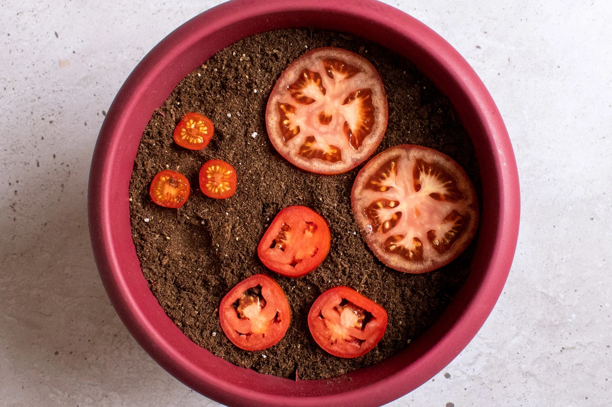 faire pousser des tomates avec des rondelles pot rouge terre