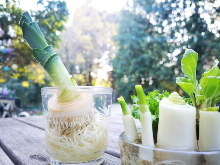 faire pousser un poireau dans un verre d eau racines blanches