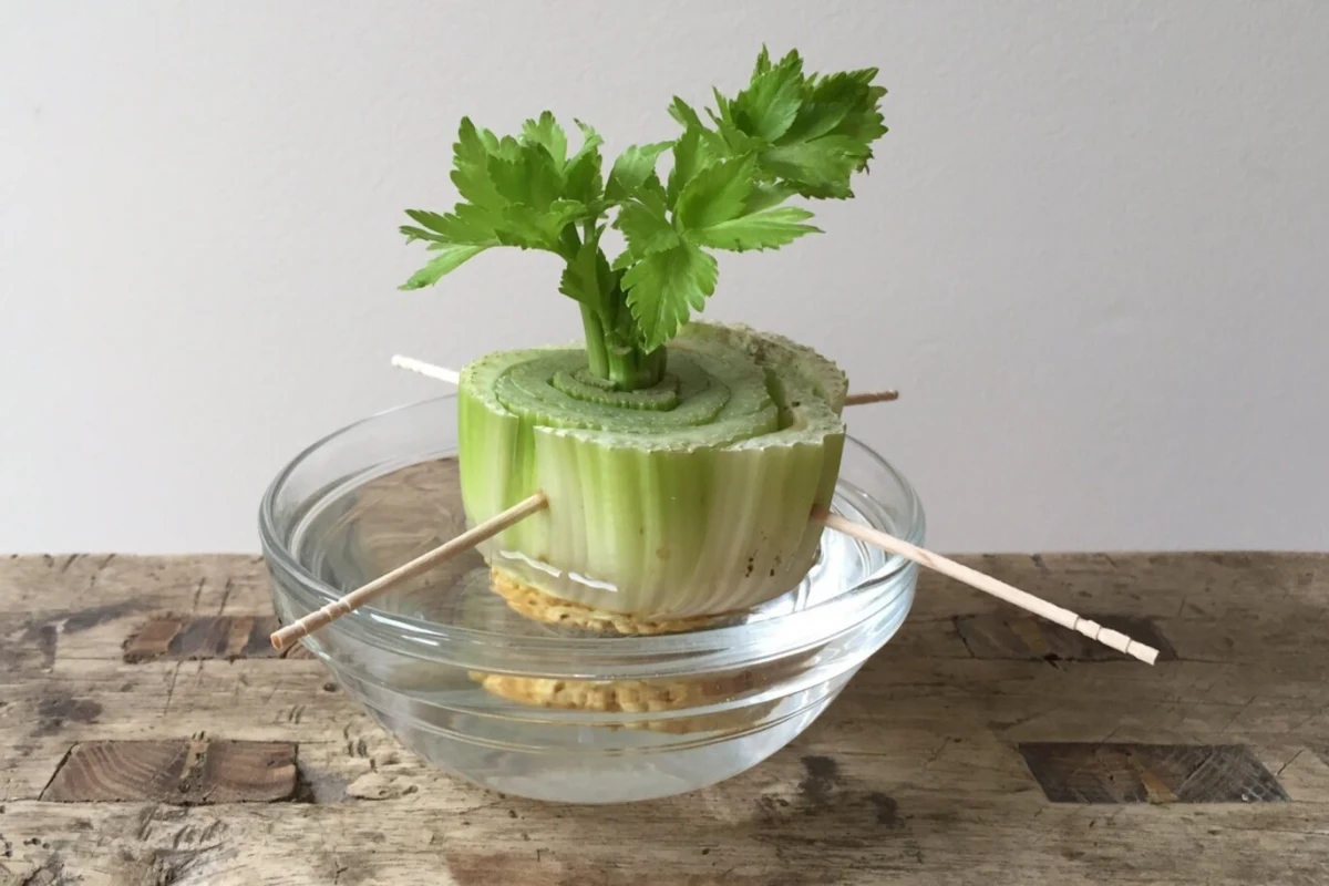 faire repousser le celeri a parir de rien feuilles vertes eau