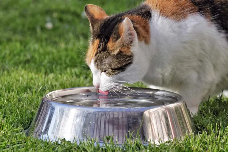 faut il laisser son chat sortir dans le jardin