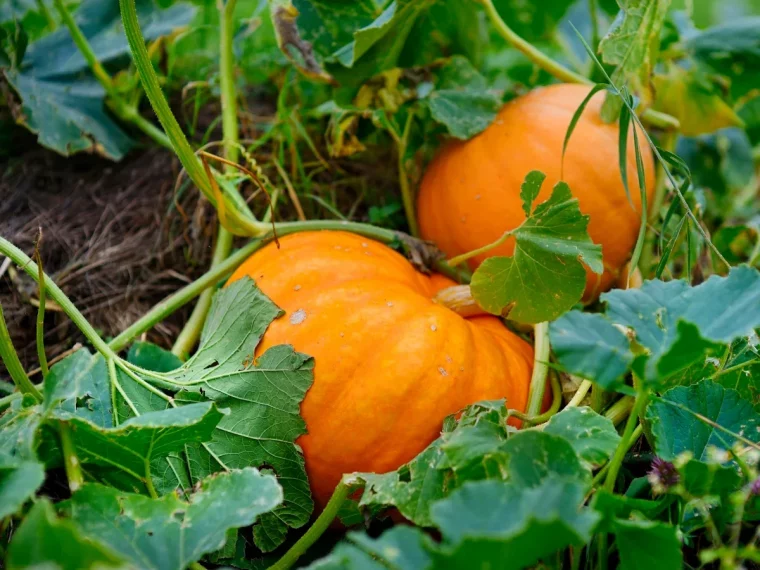 faut il tailler les courges en 2023 astuces