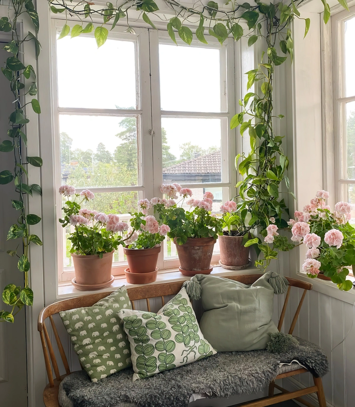 fenetre banc bois coussins decoratifs plantes grimpantes interieur geraniums