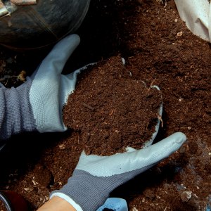 Comment améliorer la qualité du sol du potager pendant l'hiver ? 7 astuces pour régénérer la terre naturellement