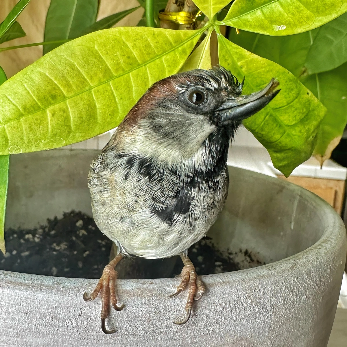 feuillage plante verte d interieur petit oiseau dans pot ceramique