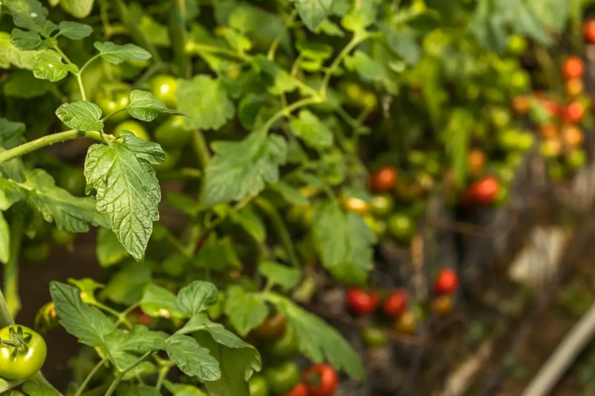 feuillage vert sain tomates cerises tiges plants sous serre potager