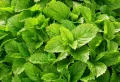 Herbe aromatique facile à faire pousser : 5 idées insolites, sans basilic et menthe !