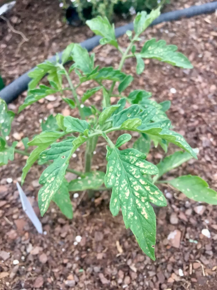 feuilles plants tomate jeune decoloration taches sol tuyau arrosage