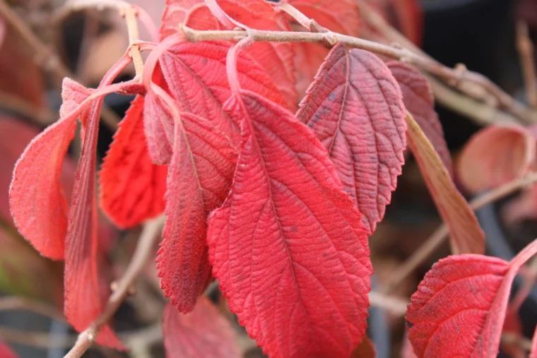feuilles rouges vione de chine