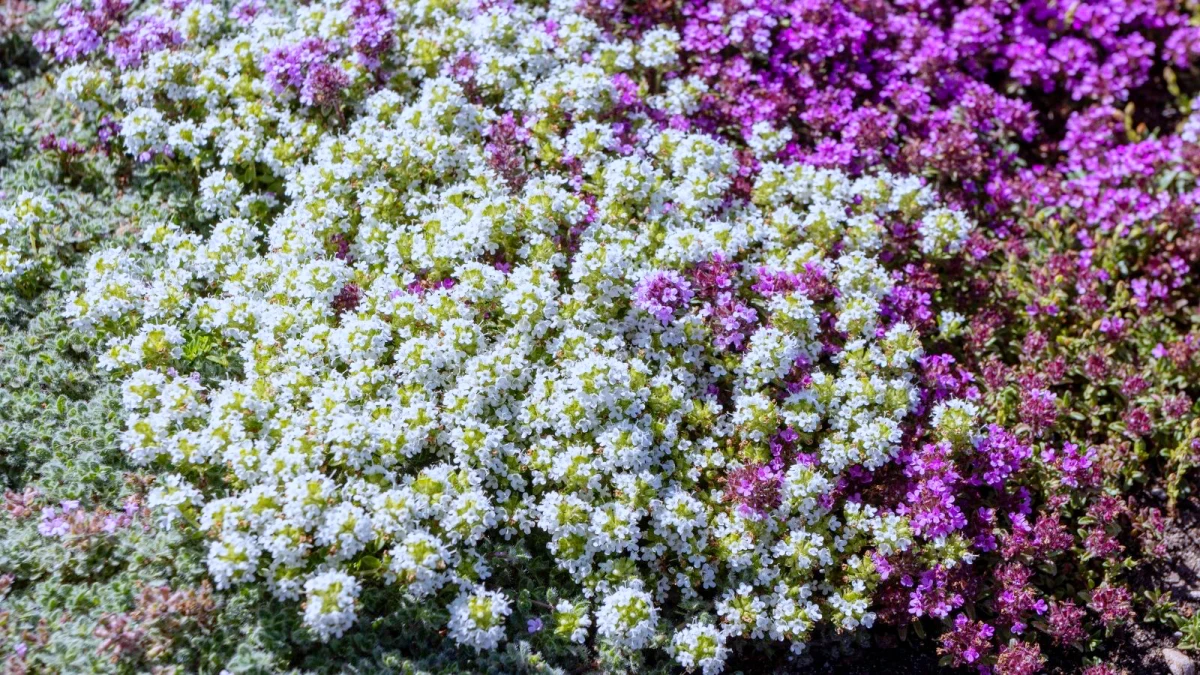 fleurs blanches et roses plantes alternatives au gazon